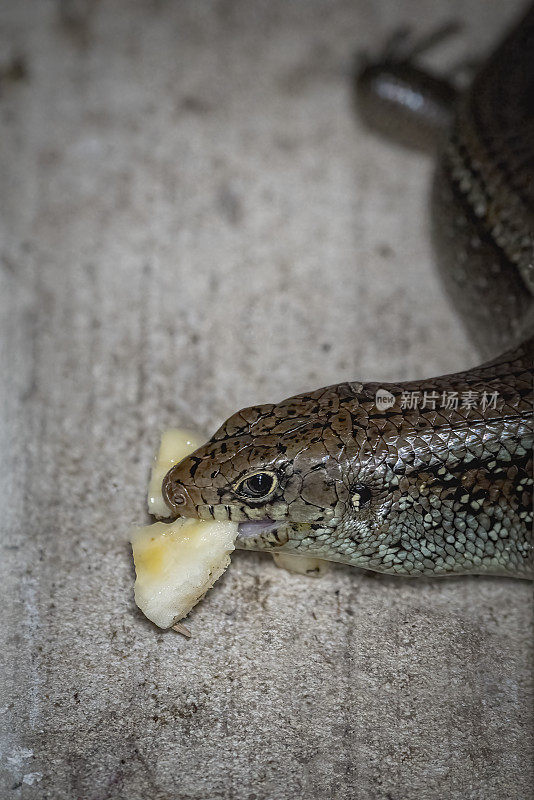 主要Skink (Bellatorias frerei)